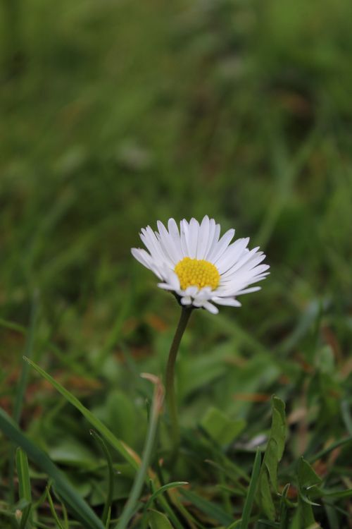 Free A fresh white daisy with yellow center in a green grassy field. Perfect for nature themes. Stock Photo