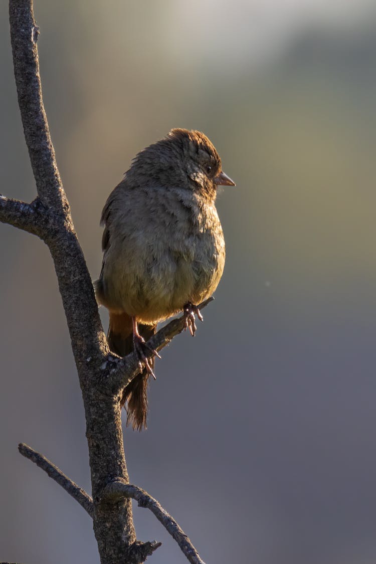 Close-up Of A California Towhee On A Tree Branch 