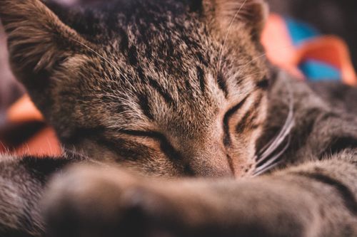 Free Close-up of a peaceful sleeping cat in Luang Prabang, Laos. Ideal for tranquil pet-themed designs. Stock Photo