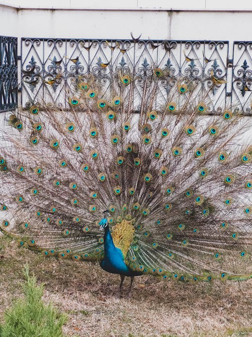 A peacock with its feathers spread out