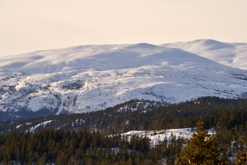 Forest and Mountain in Snow behind