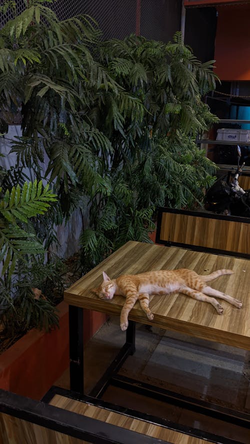A Cat Sleeping on a Table 