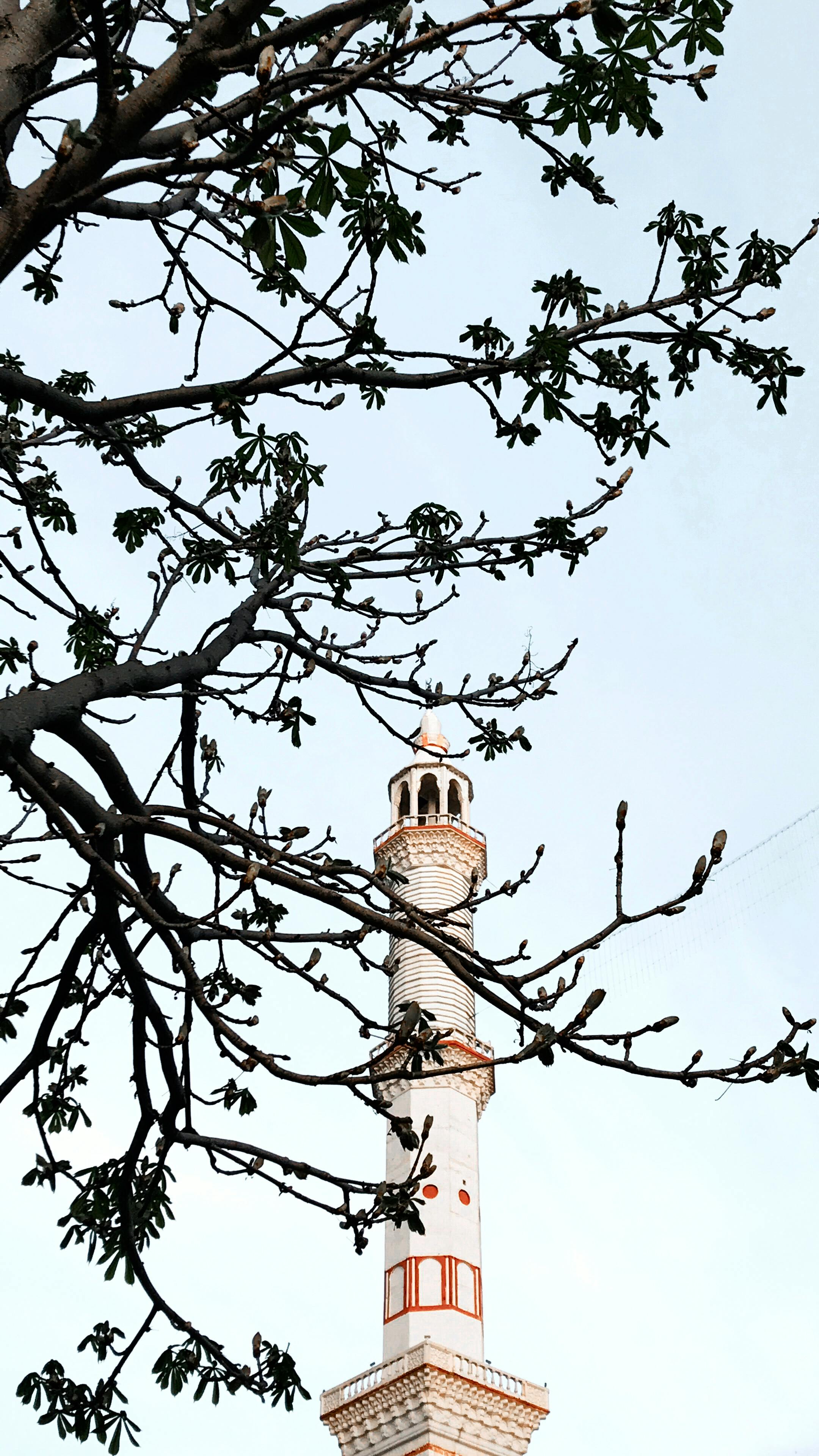 A low angle view of a minaret framed by tree branches against a clear sky.