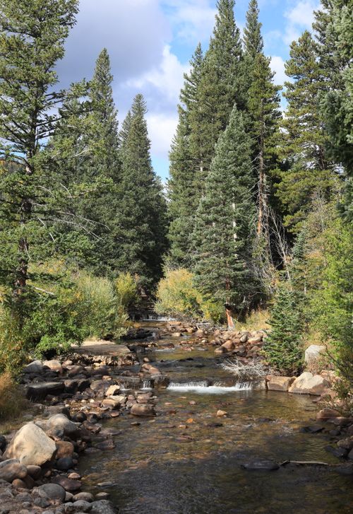 Free Serene forest scene featuring a clear stream surrounded by towering conifers and rocky banks. Stock Photo