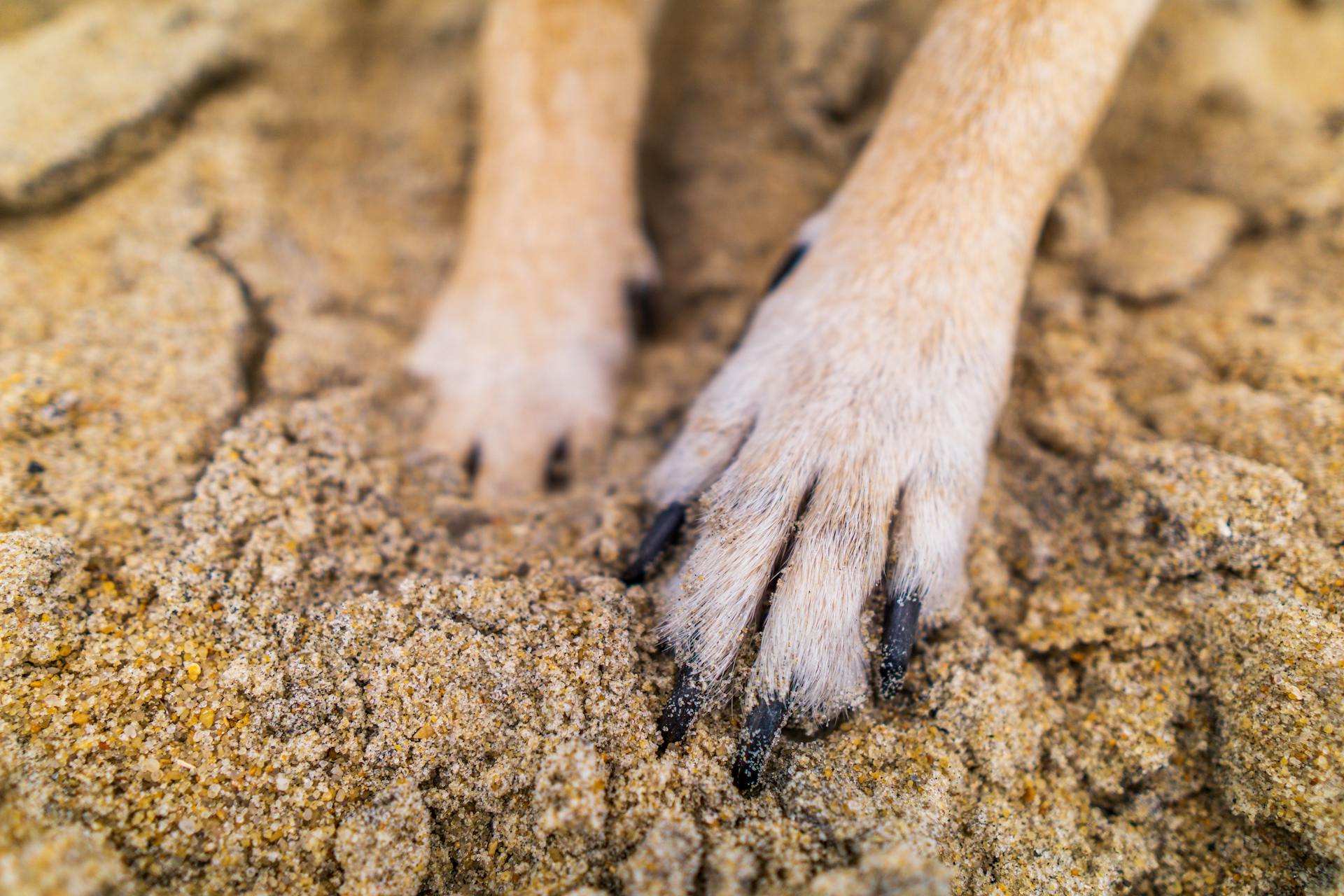 Close-up of Paws of a Dog in Sand