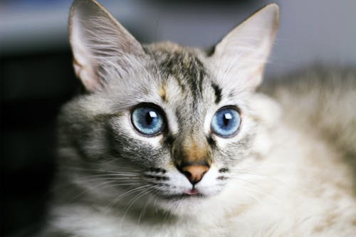 銀虎斑貓選擇性聚焦攝影