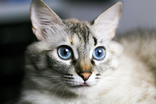你知道貓咪染病時不太會表現出病狀，所以才需要按時健康檢查嗎？