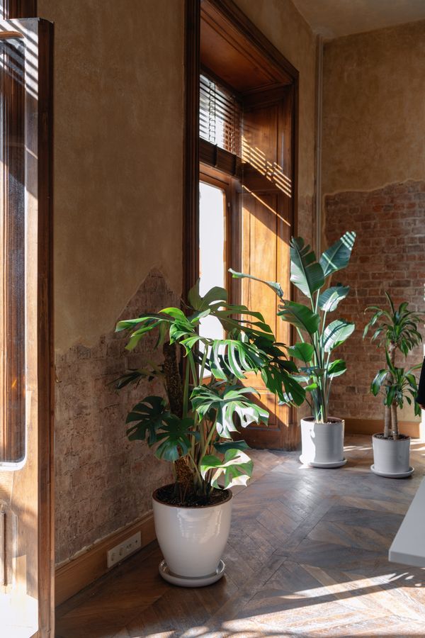 Monstera and palms in a sunlit room with herringbone floors and exposed brick — photo by Gül Işık on Pexels