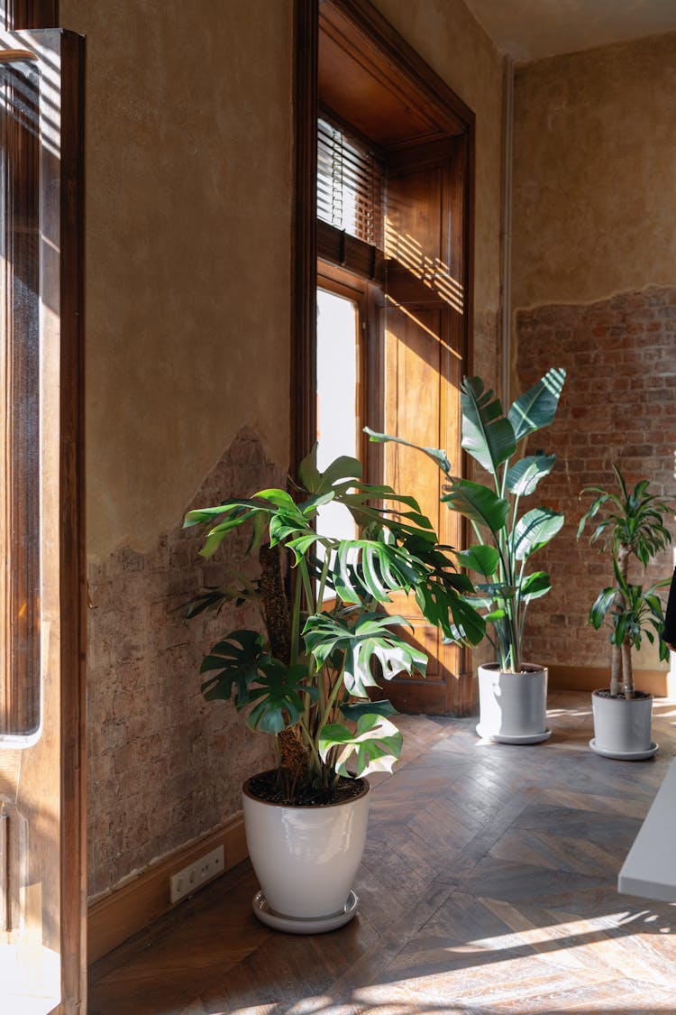 Plants On Floor In Room