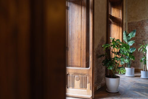Large Houseplants in a Vintage Interior with Wooden Door 