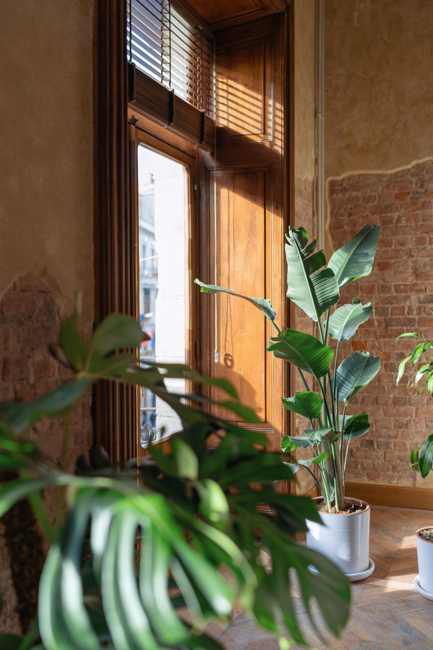 Sunlit interior with potted palms being marked up — photo by Gül Işık on Pexels