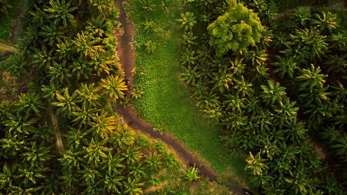 Free Top View Photo of Unpaved Road Surrounded by Trees Stock Photo