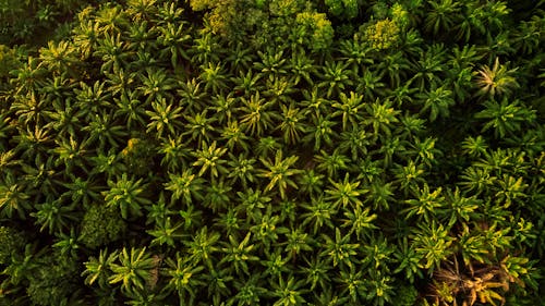 Aerial Photography Of Trees