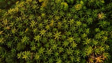 俯瞰马来西亚雪兰莪市班廷茂密的棕榈林