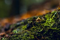 特写镜头下，一棵小蘑菇生长在郁郁葱葱、苔藓覆盖的森林地面上