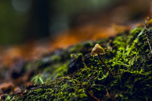 特写镜头下，一棵小蘑菇生长在郁郁葱葱、苔藓覆盖的森林地面上