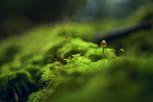 Macro Photo Of Mushroom