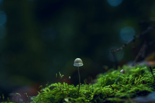 宁静的森林中，一只小蘑菇的特写镜头充满魅力，四周环绕着生机勃勃的绿色苔藓