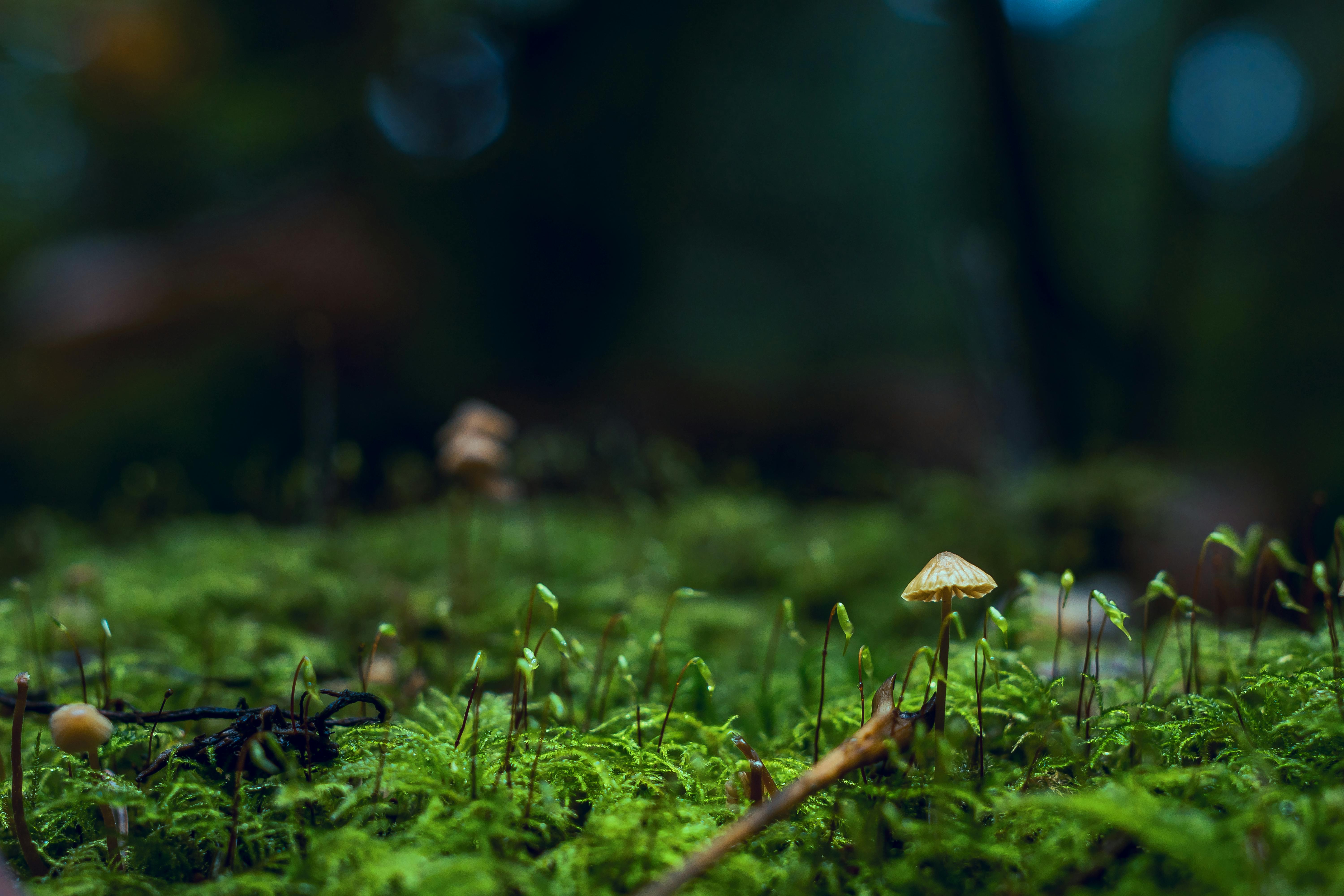 24,600+ Mycology Stock Photos, Pictures & Royalty-Free Images - iStock |  Fungi, Virus, Bacteria