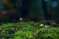 郁郁葱葱的绿色苔藓中生长着一朵蘑菇，森林特写