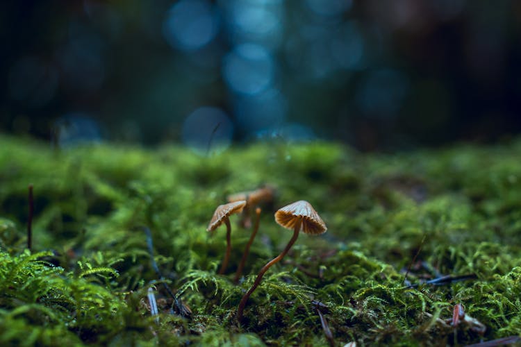 Close-Up Photo Of Mushrooms