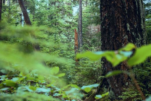 Explore the tranquility of a dense forest with lively greenery and towering trees.