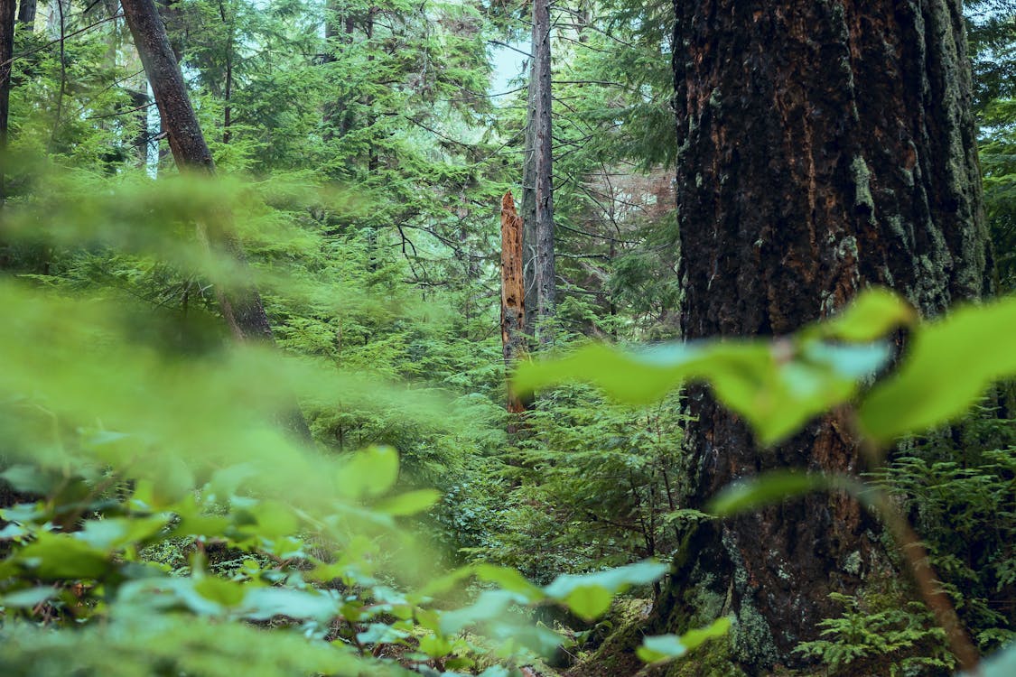 Základová fotografie zdarma na téma 4k tapeta, borovice, divočina