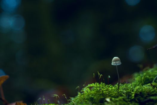 充满活力的苔藓森林地面上，一株精致蘑菇的宏观镜头