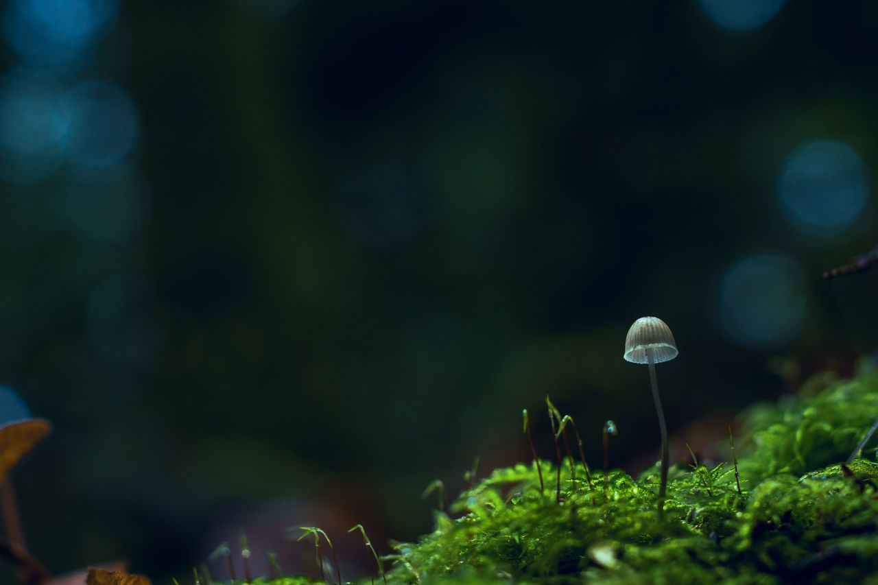 macro shot of a delicate mushroom growing on a vibrant mossy forest fl