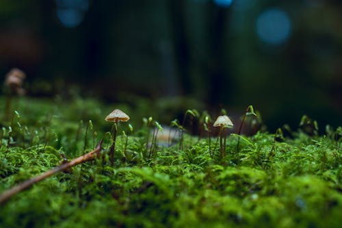 бесплатная Фото грибов крупным планом Стоковое фото
