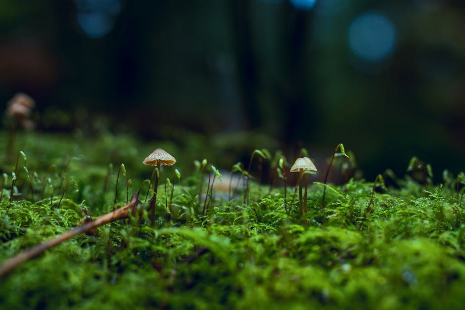 Mushrooms in a forest - Psychedelic mushrooms Michigan
