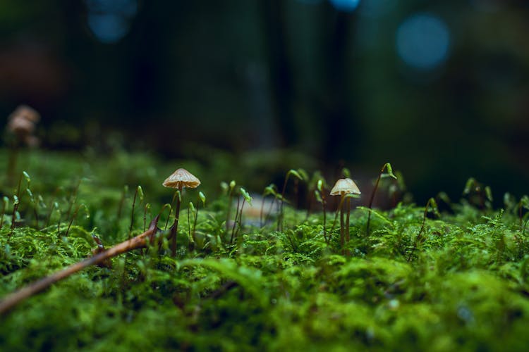 Close-Up Photo Of Fungi