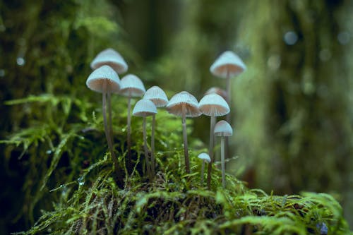 Close-up Photo of White Mushrooms