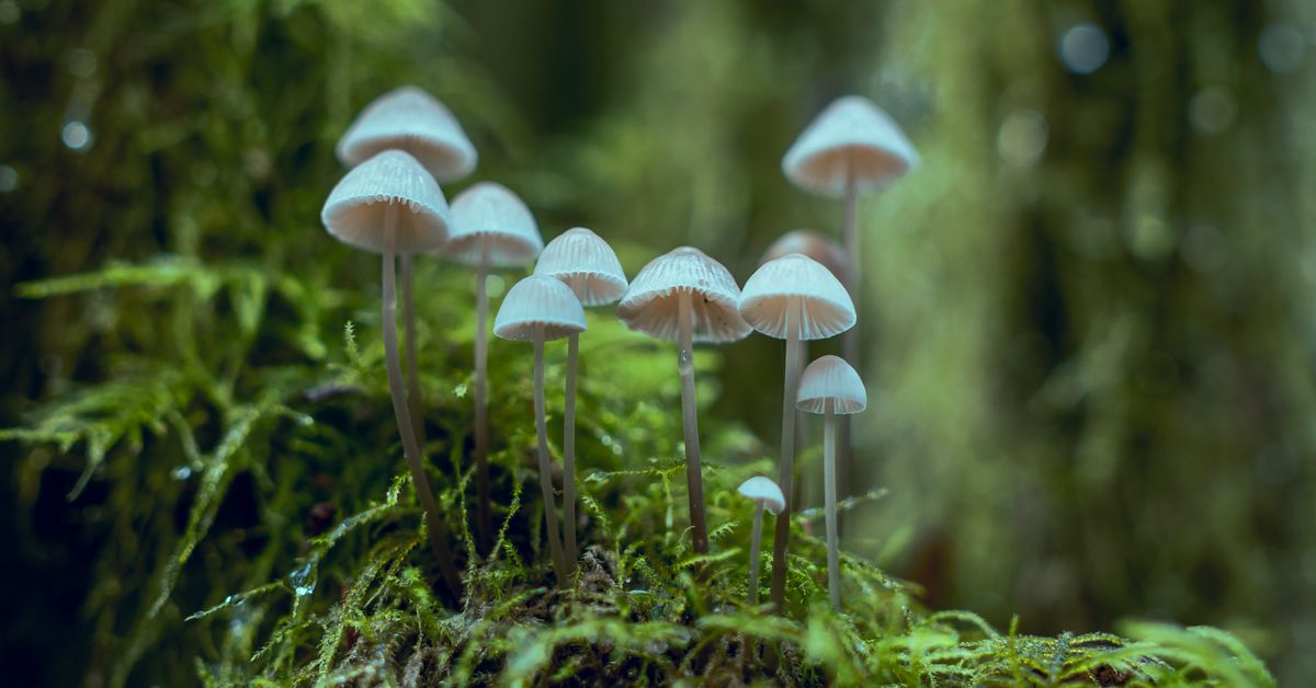 White mushrooms, close up