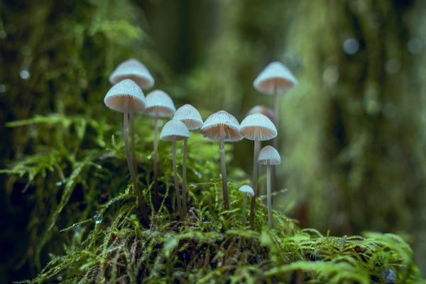 White Button Mushroom