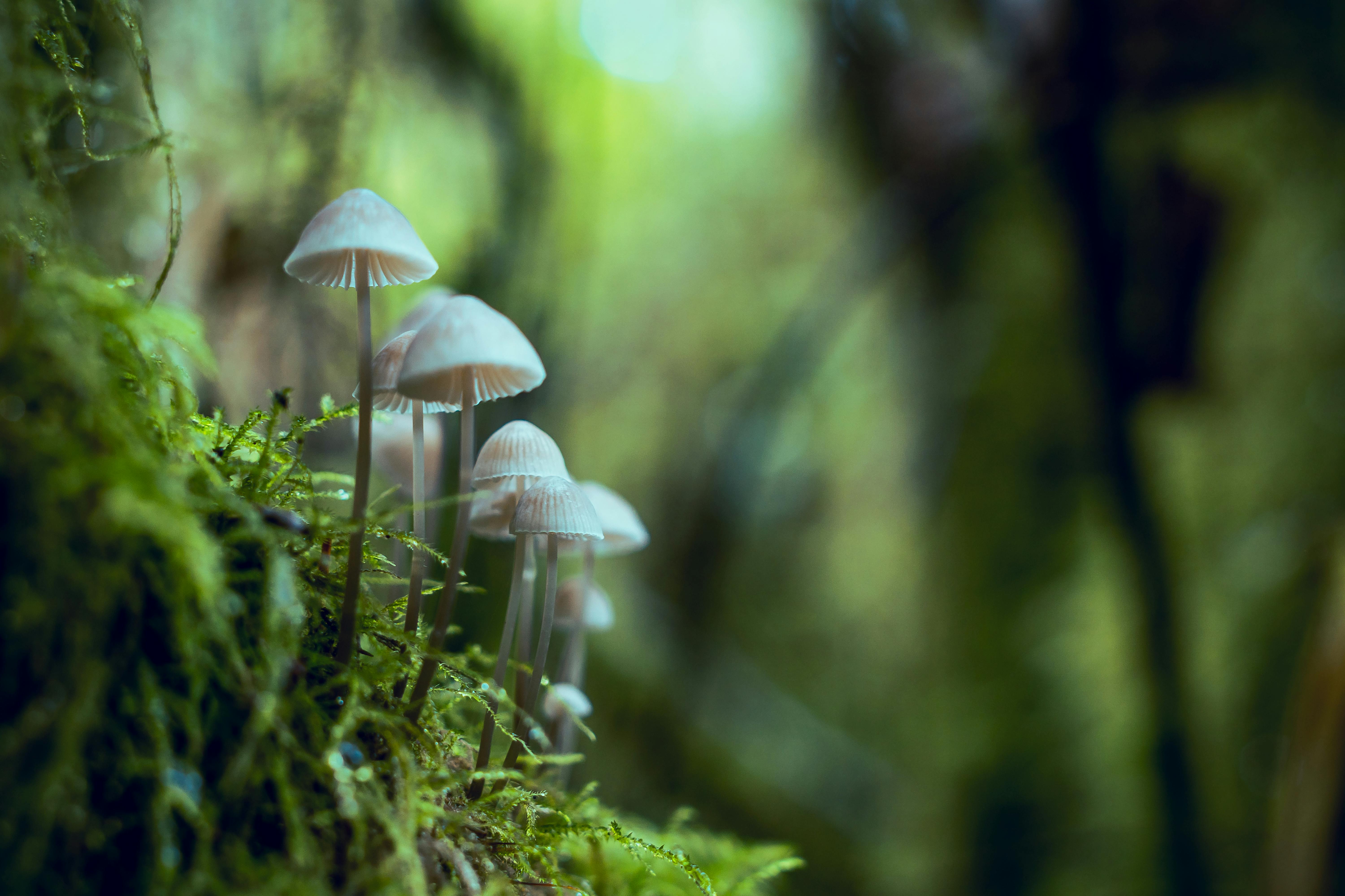 15 Mycology ideas | stuffed mushrooms, mushroom art, art inspiration