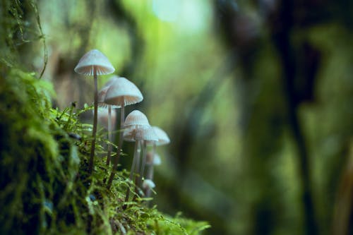 蘑菇浅焦点摄影
