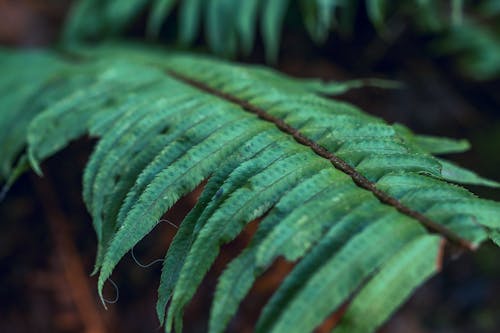 Photographie En Gros Plan De Plantes De Fougère