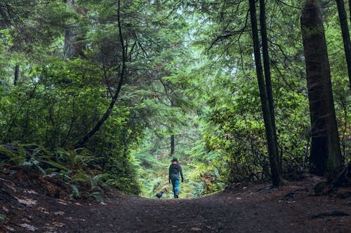 Foto De Persona Caminando En Medio Del Bosque