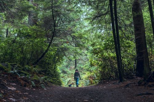 Free A lone hiker walks through a lush forest trail surrounded by coniferous trees. Stock Photo