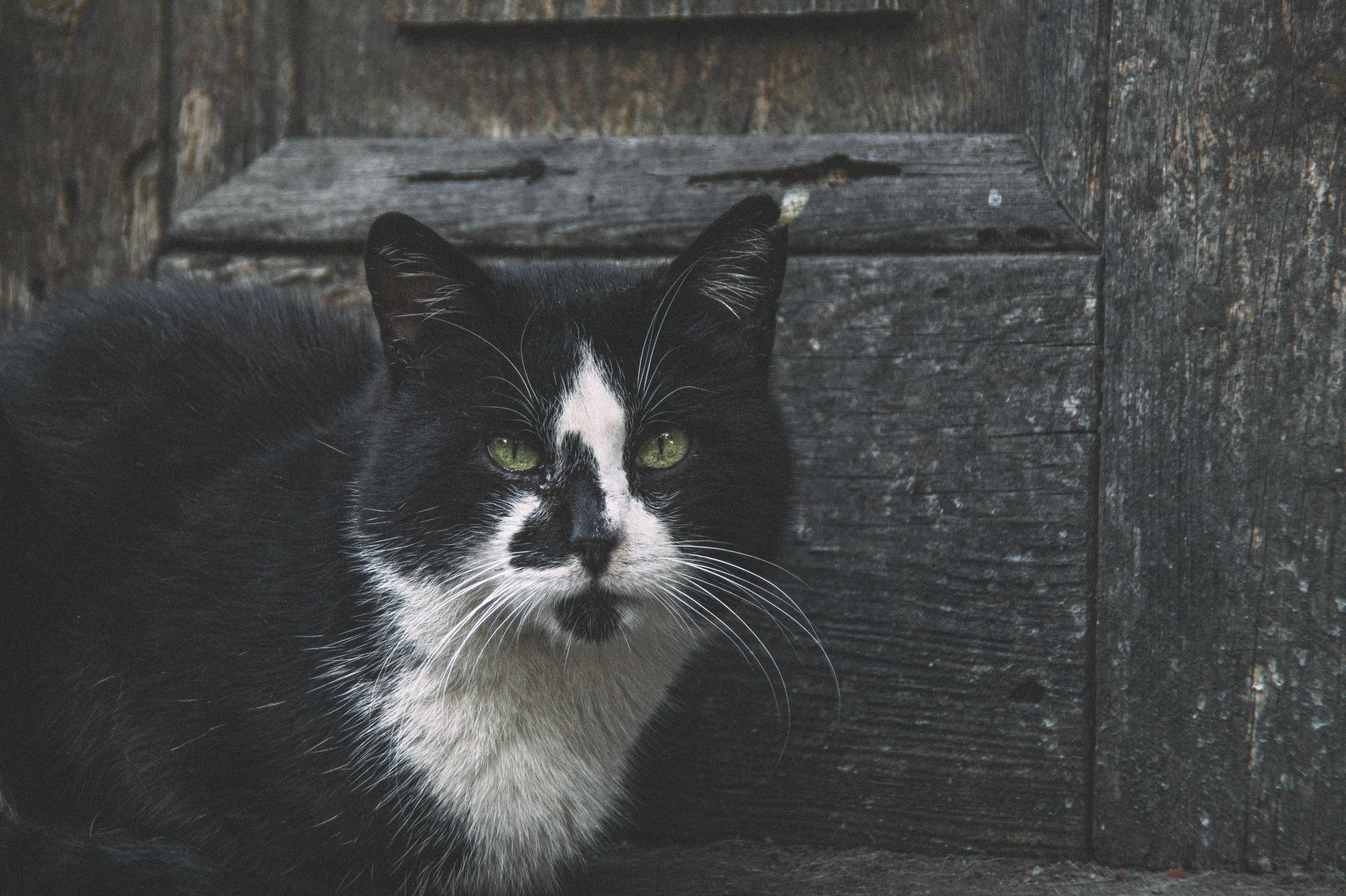 Can Cats Eat Human Food? Foods That Are Safe and Unsafe