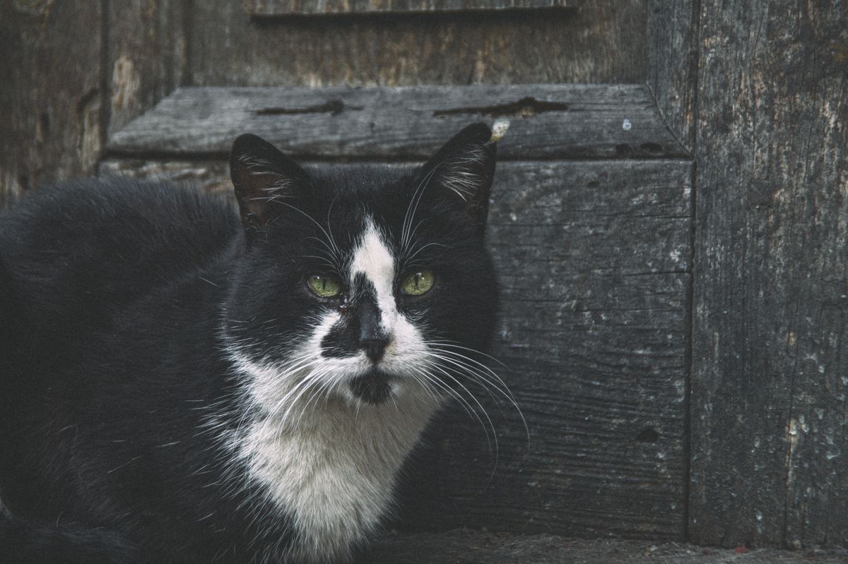 Un gros plan sur un chat noir et blanc assis près d’un mur en bois rustique, dégageant une atmosphère sereine.
