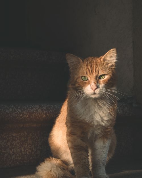 Free A ginger cat sits in warm sunlight on a staircase, showcasing its fluffy fur and calm demeanor. Stock Photo