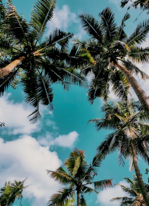 Low Angle Shot of Palm Trees on the Background of a Blue Sky 