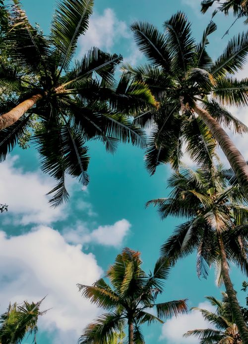 Free Vibrant palm trees reaching towards the blue sky, capturing a tropical paradise vibe. Stock Photo