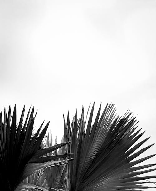 Black and White Picture of Palm Leaves