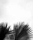 Black and White Picture of Palm Leaves
