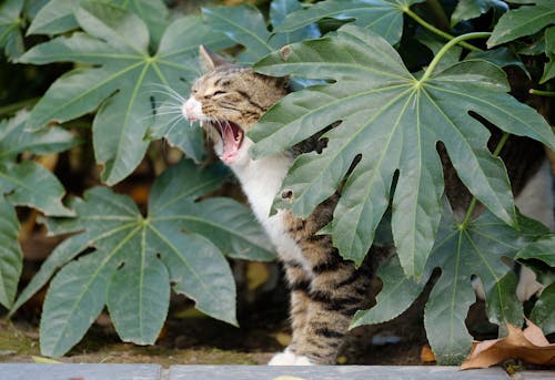 Tabby Cat Behind Leaves