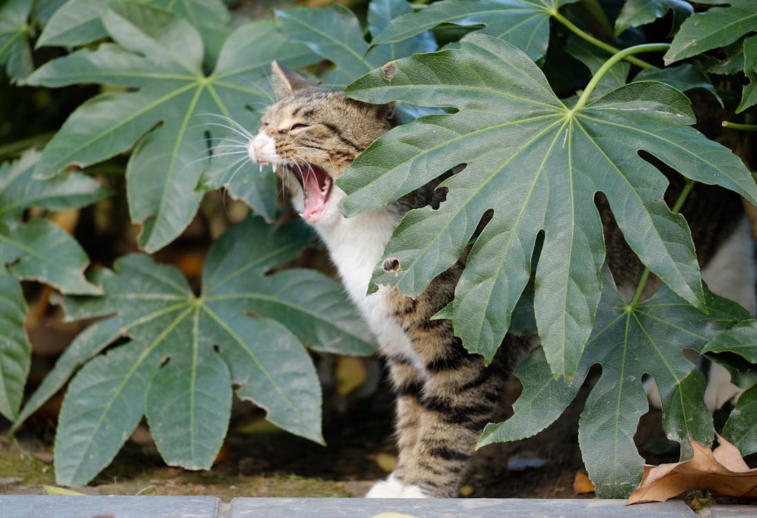 Katzengras für Katzen