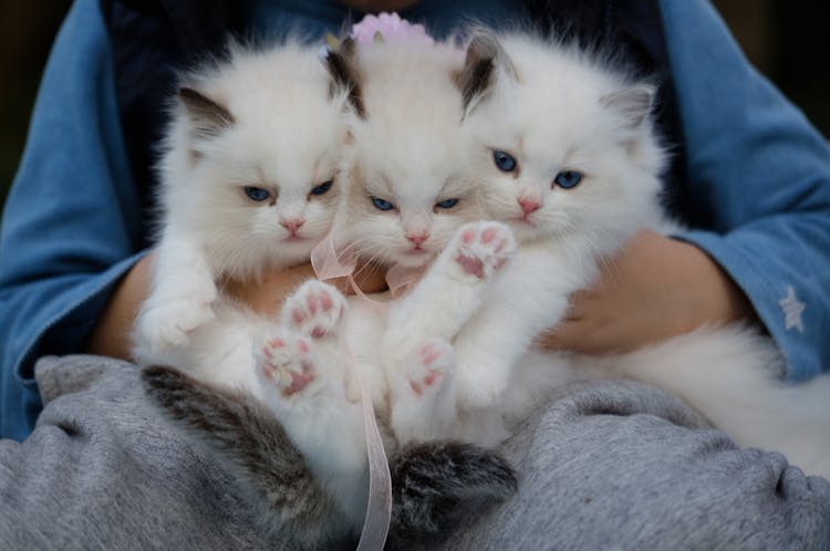 Close-Up Photo Of A Hand Holding Three White Kittens